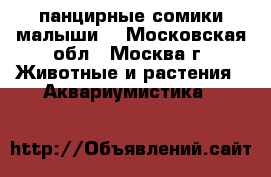  панцирные сомики малыши  - Московская обл., Москва г. Животные и растения » Аквариумистика   